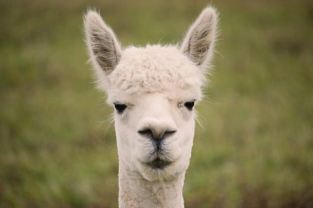 Top 10 Creepiest Animal Predators: Cold-Blooded Killers You Never Saw Coming