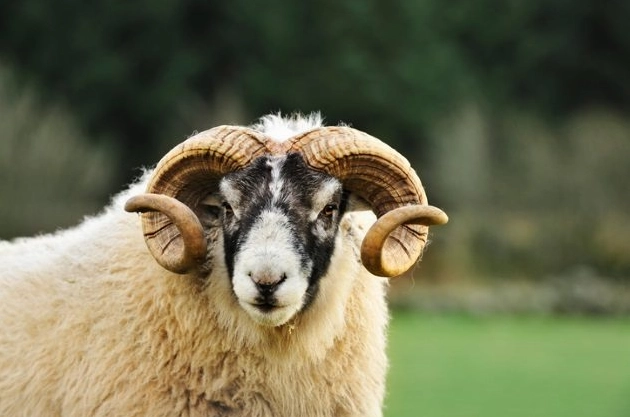 Top 10 Creepiest Animal Predators: Cold-Blooded Killers You Never Saw Coming