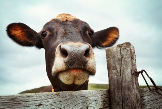 Top 10 Creepiest Animal Predators: Cold-Blooded Killers You Never Saw Coming