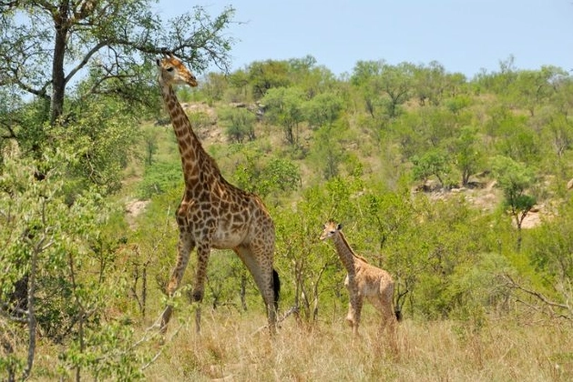 Top 10 Creepiest Animal Predators: Cold-Blooded Killers You Never Saw Coming