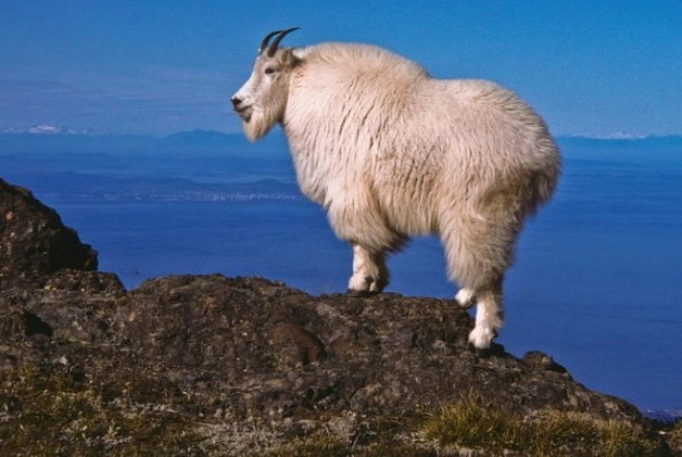 Top 10 Creepiest Animal Predators: Cold-Blooded Killers You Never Saw Coming